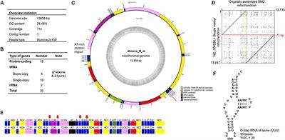 Mitochondrial Genome of Brugia malayi Microfilariae Isolated From a Clinical Sample